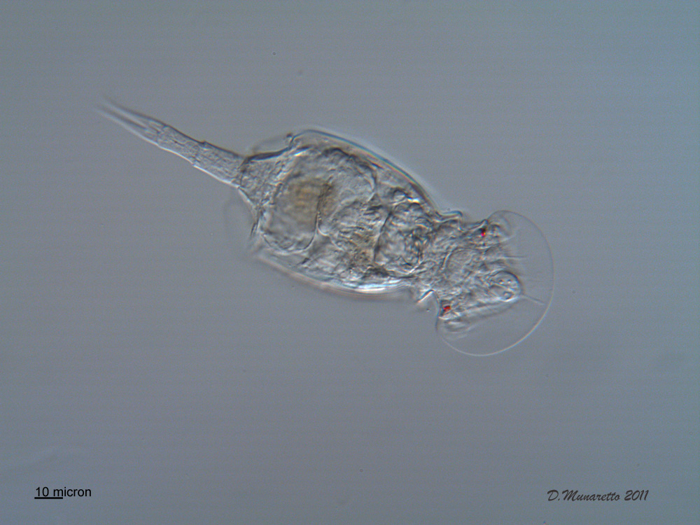 Squatinella Tridentata  - S. lamellaris